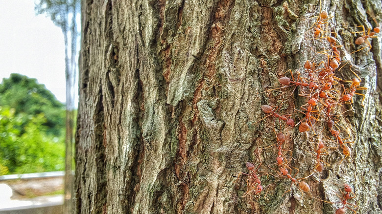 A group of red ants climbing up a tree