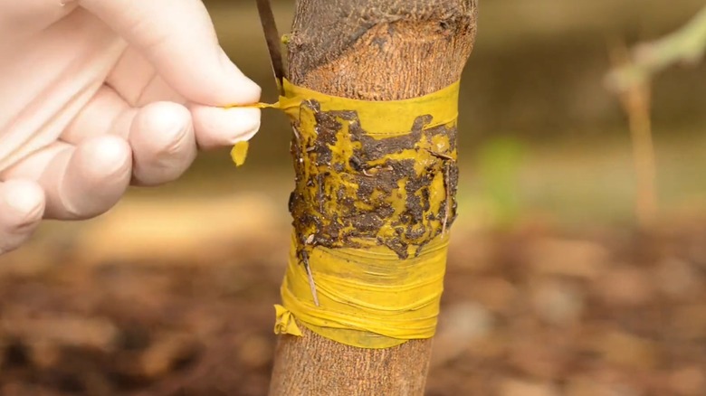 Gloved hand removing a yellow band from around a tree