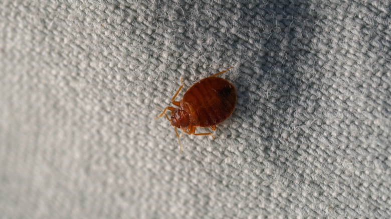 Close up of bed bug on linen