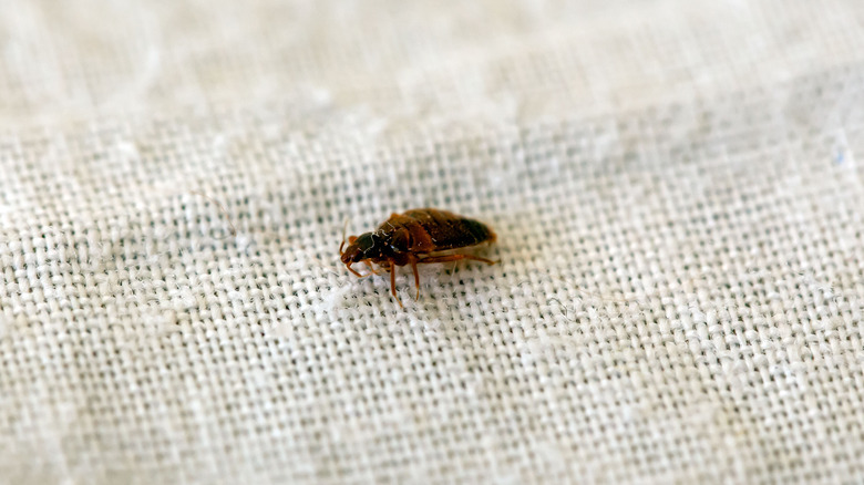Close-up of a bed bug