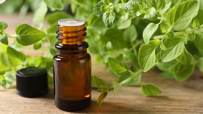 Bottle of essential oil with oregano sprigs in backdrop