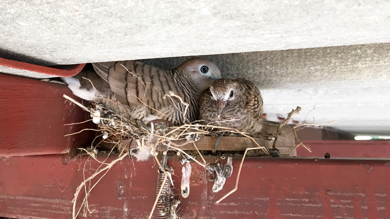 How To Prevent Birds From Nesting In The Rafters Of Your Home how-to-prevent-birds-from-nesting-in-the-rafters-of-your-home