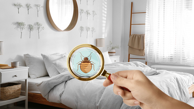 Bed bug in magnifier