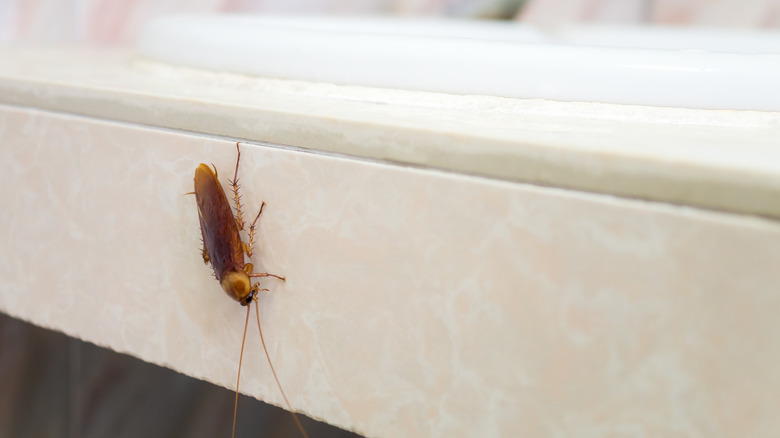 A cockroach perched on the edge of a sink in a bathroom