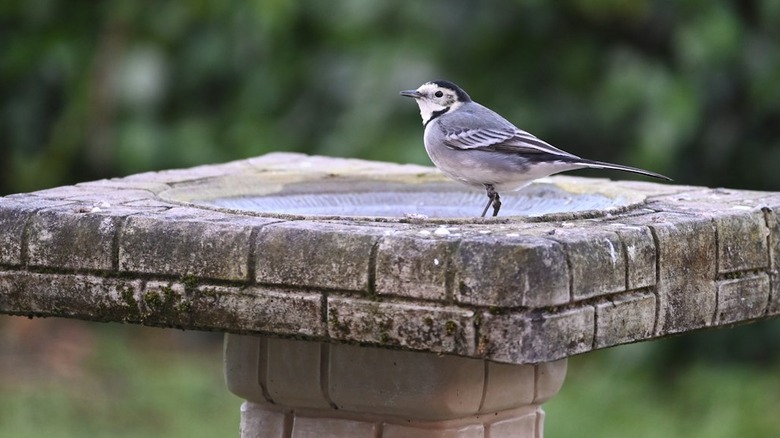 A gray and white bird visits a concrete bird bath with a brickwork pattern