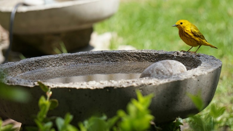 Yellow bird on the rim of a concrete bird bath