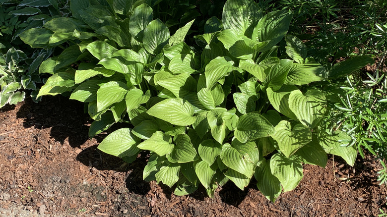 Vibrant green hosta on ground along sidewalk