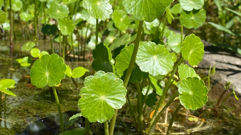 Dollarweed growing in muddy soil