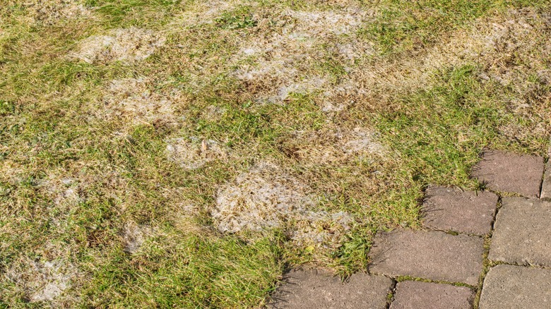 gray leaf spot on grass