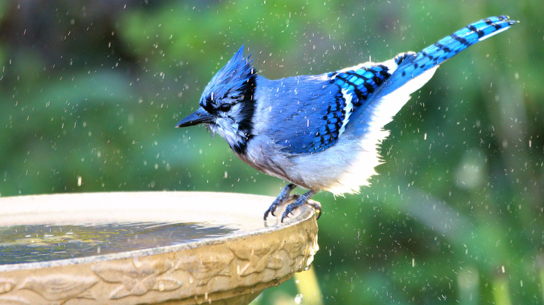 An adult Blue Jay perched on the side of a bird bath.