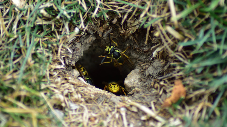 Close up of yellowjackets inside underground wasp nest