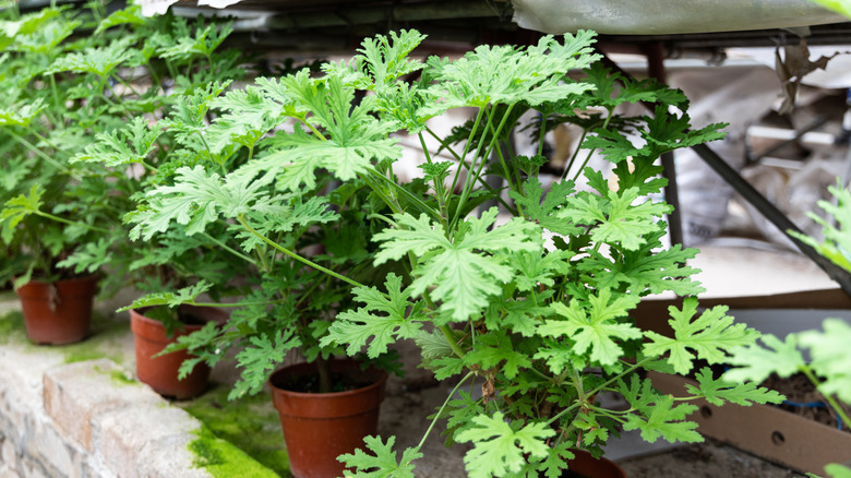 Close up of potted citronella plants in a garden