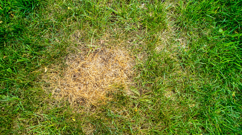 Brown patch of grass