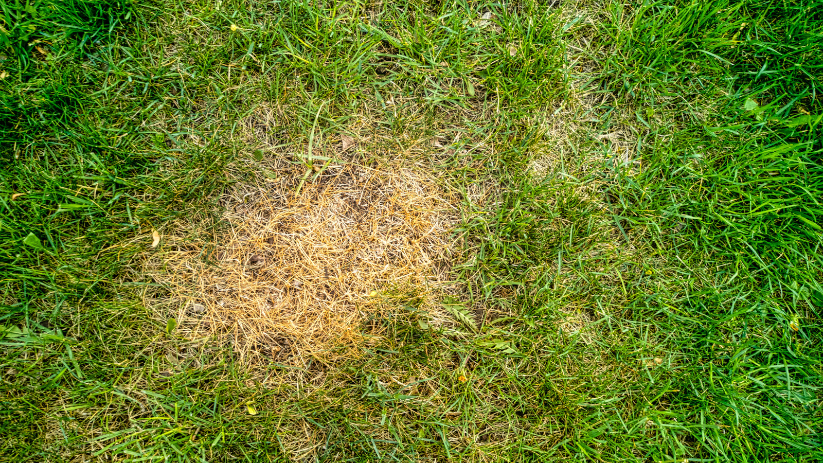 How To Prevent Lawn Burn In The Summer – House Digest