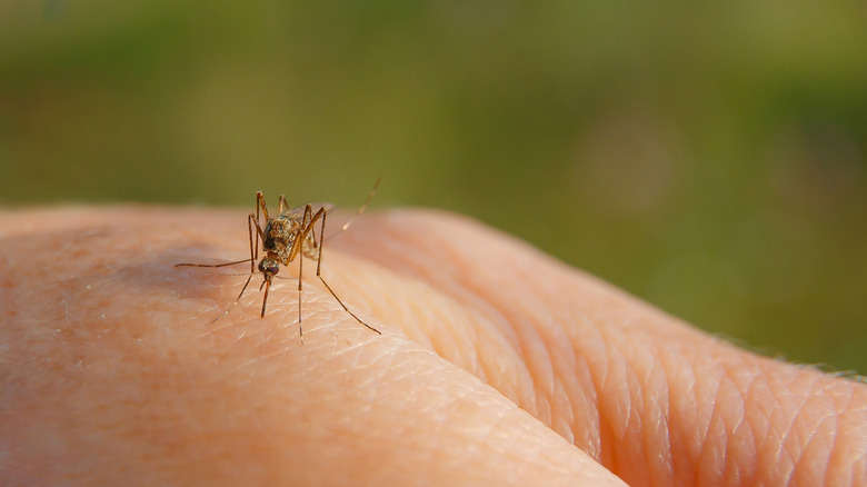 Mosquito on a hand, with greenery in the background