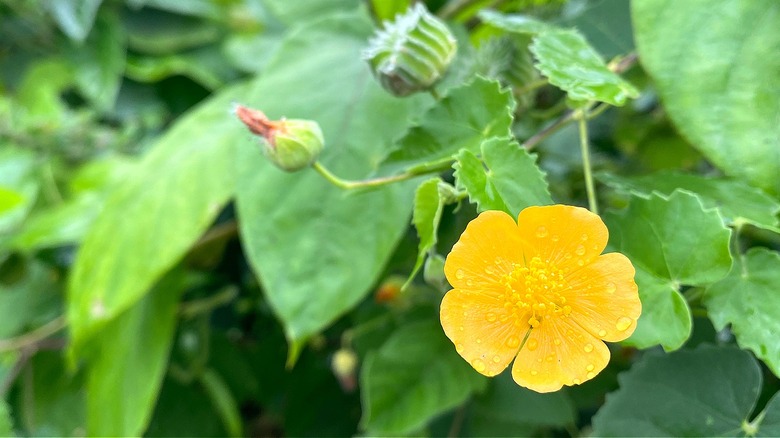 Velvetleaf with flowers in yard