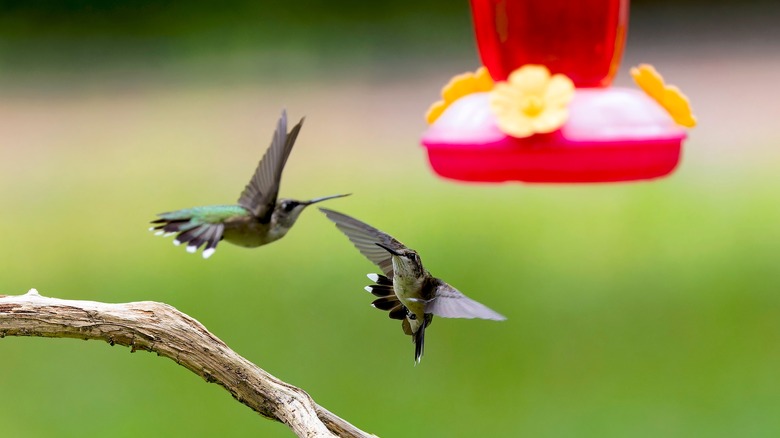 Two hummingbirds near a feeding station