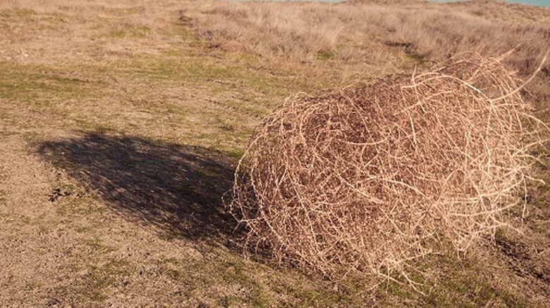 A tumbleweed blowing across land is shown.