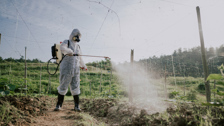 person spraying herbicide