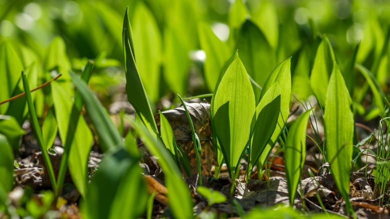 wild garlic plant