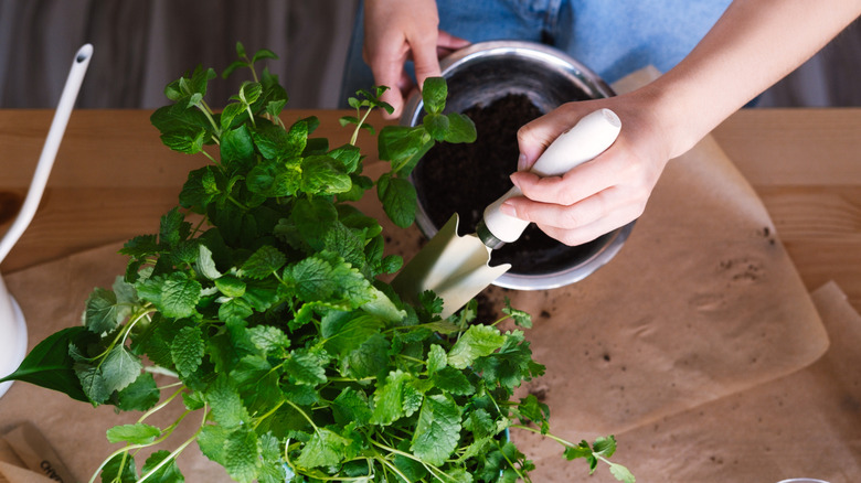 Hands holding bowl and shoveling mint