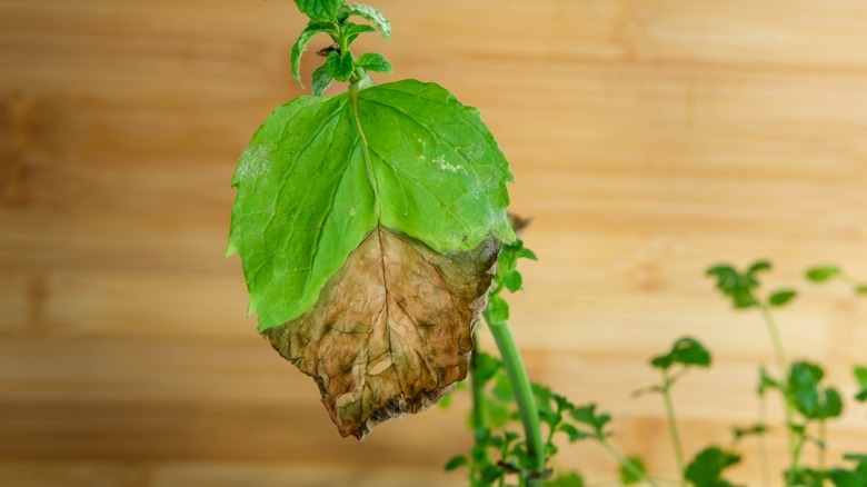 Close-up of a browning mint leaf