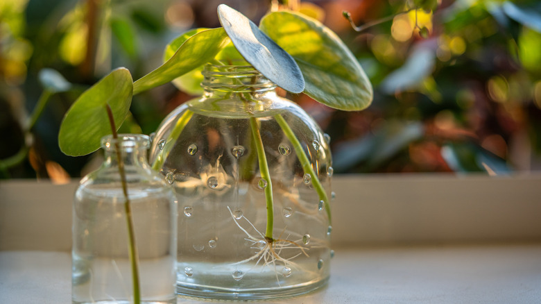 Two glass jars of Chinese money plant leaf cuttings taking root