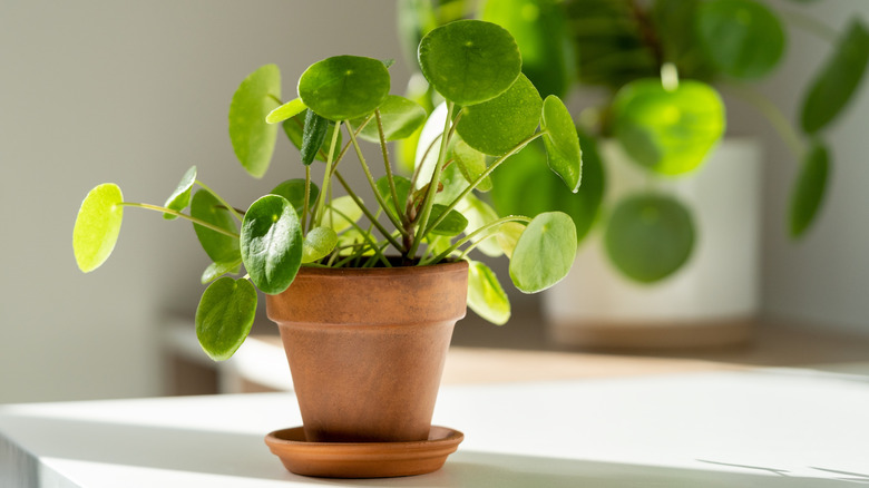 A Chinese money plant in a small terracotta pot on a sunny white table