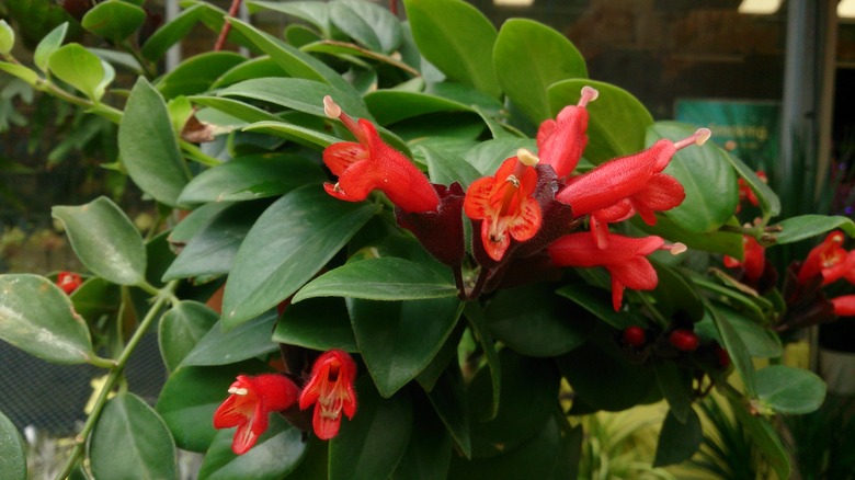 A close up of lipstick plant Aeschynanthus radicans in bloom with red flowers