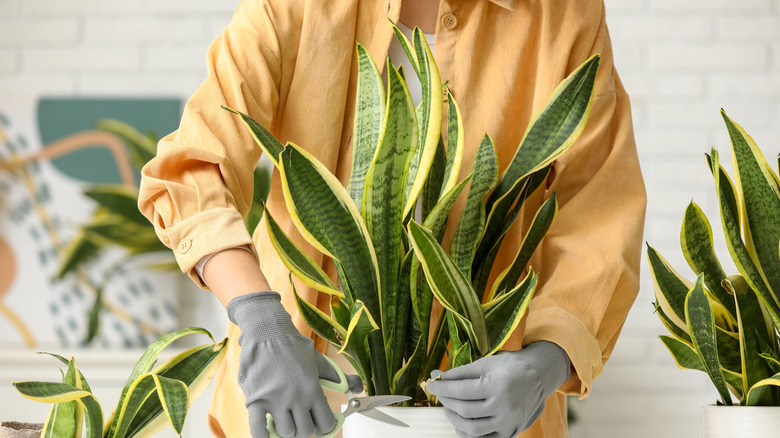 A person wearing gloves takes a cutting from a snake plant.