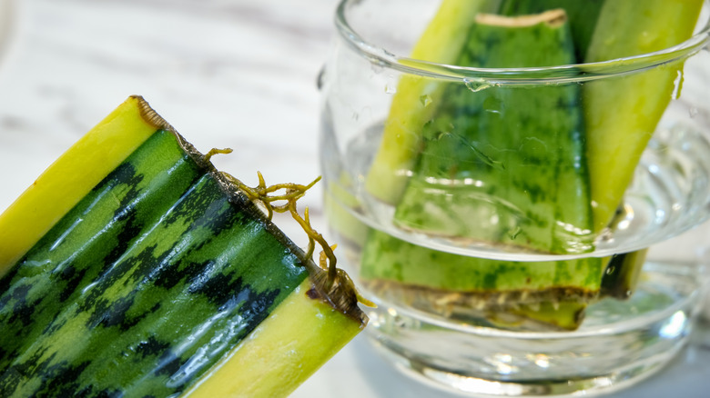 Snake plant cuttings in water with roots growing.