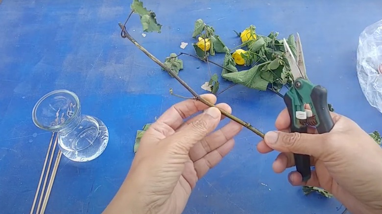 Preparing Chinese lantern cuttings for propagation