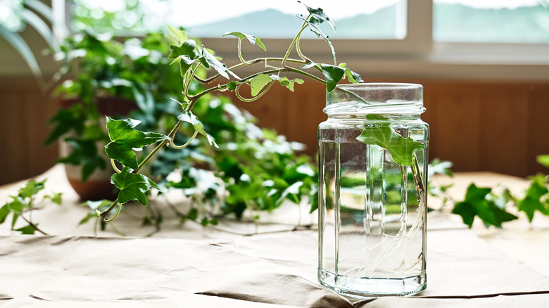 An ivy stem cutting placed in a glass of water