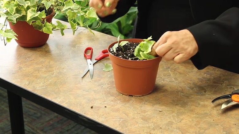 A female inserting ivy cuttings in potting mix