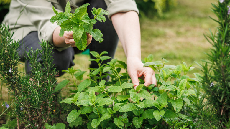 A woman picking fresh lemon balm from her garden.