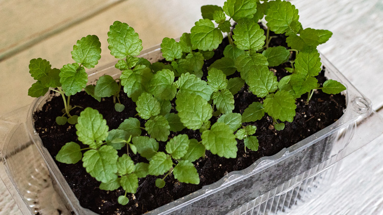 Lemon balm seedlings in a plastic container.
