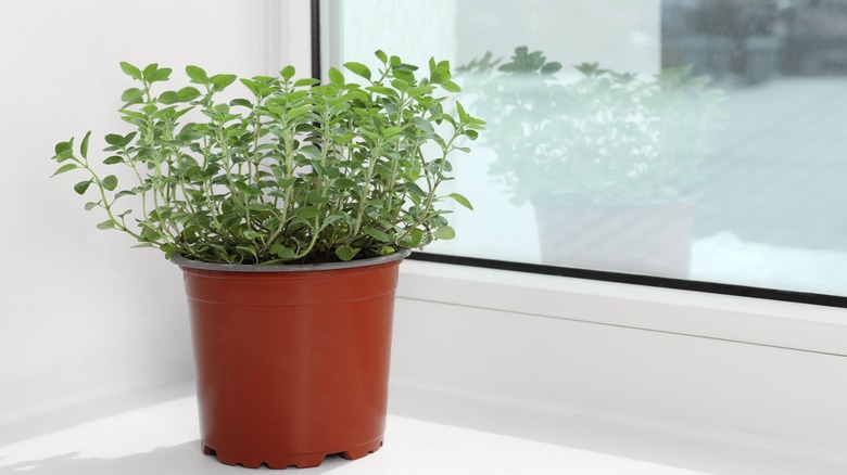 oregano growing in a pot on a windowsill indoors.
