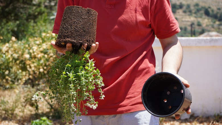 a man holding a freshly uprooted oregano plant