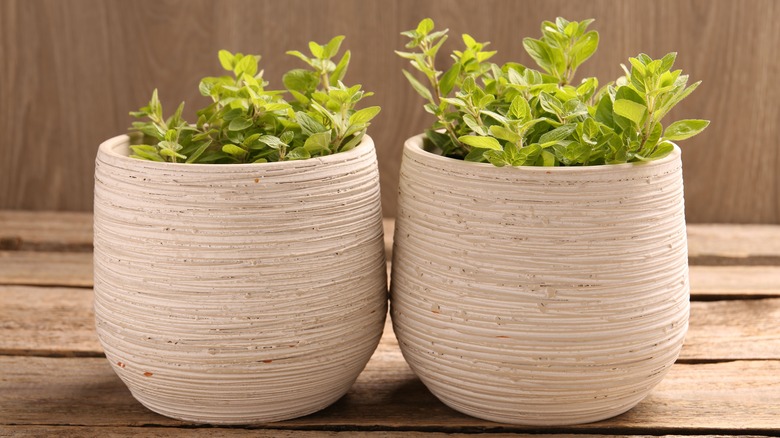 Two pots of oregano growing together on a wooden table