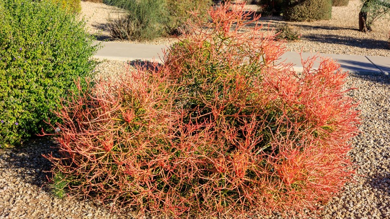pencil cactus plant in yard