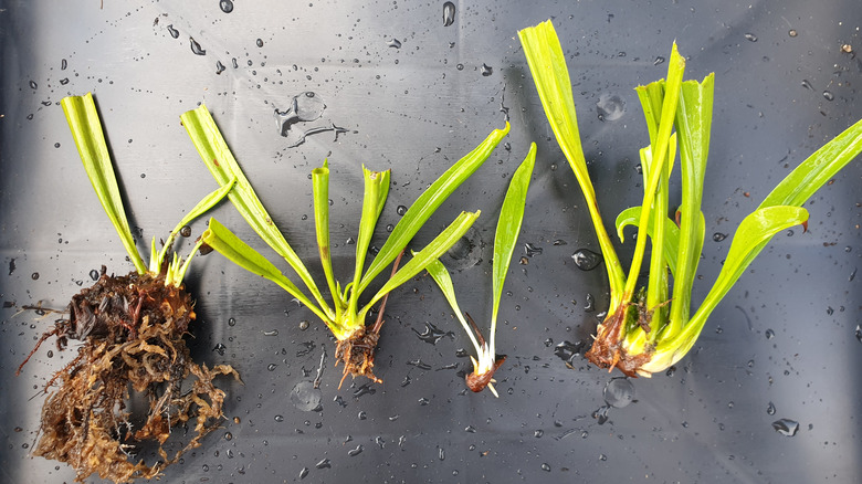 Division of Sarracenia pticher plant on black tray