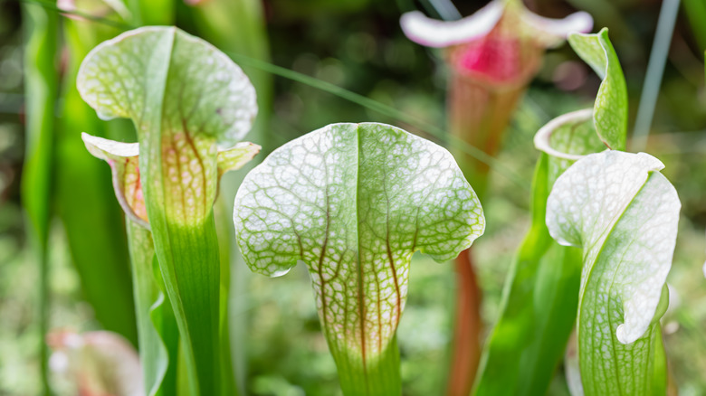Close up of Sarracenia pitcher plant