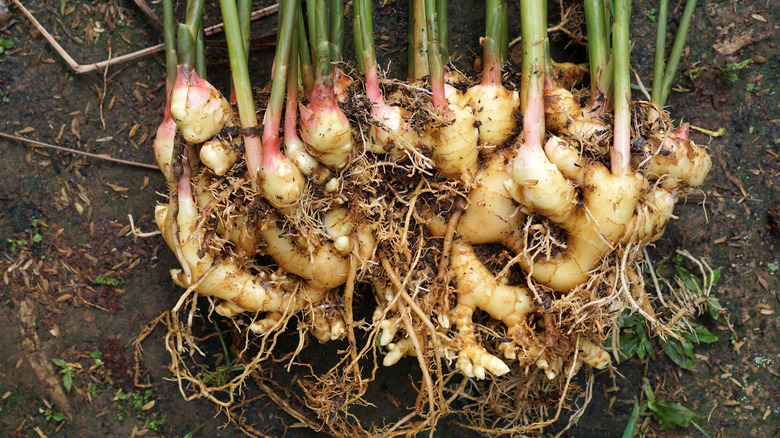 Ginger root rhizomes