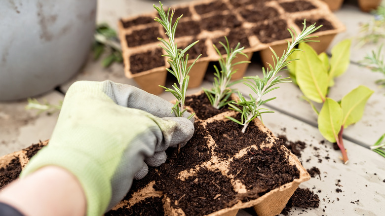 Gloved hands potting small rosemary cuttings in an old soil-filled egg carton