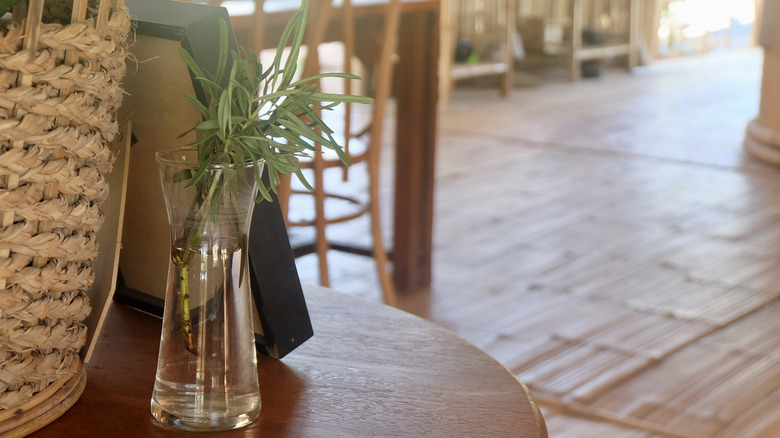 Rosemary cuttings in a glass vase half-filled with water