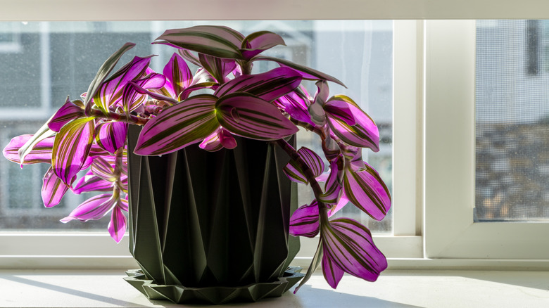 A spiderwort growing in green ceramic planter on a sunny windowsill indoors.