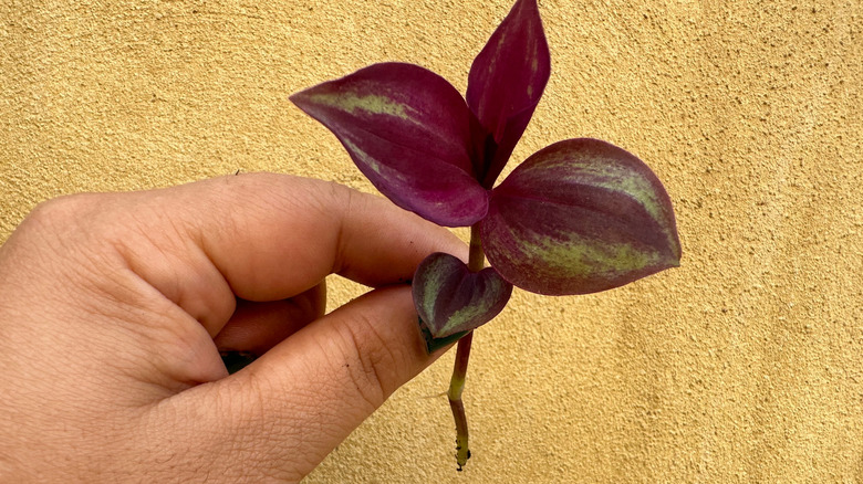 A hand holds a purple and green spiderwort stem cutting with a rooting node against a tan-colored wall.