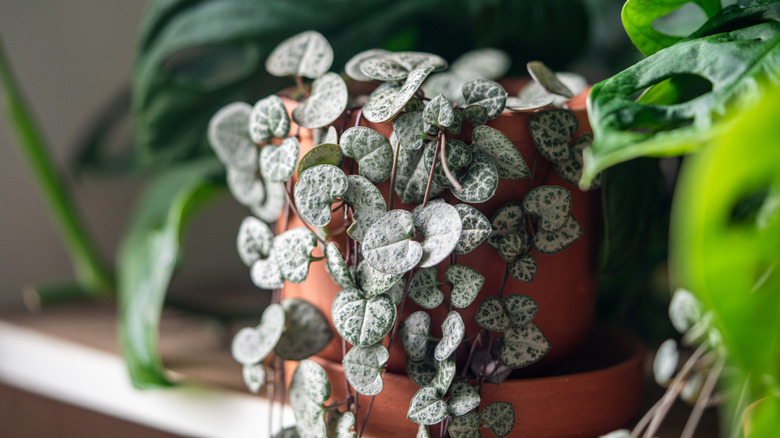 Potted string of hearts plant on a shelf with other houseplants.