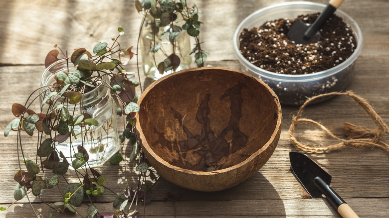 Supplies, including cuttings rooting in water and a container of potting mix, are laid out on a table.