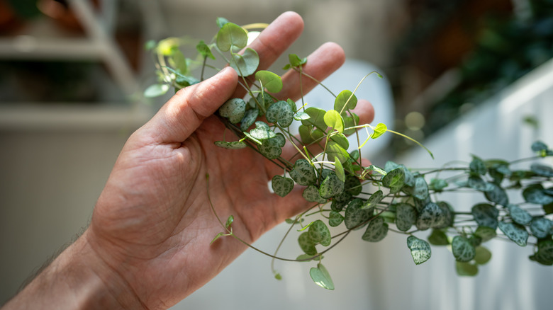 Person hods up a vine of string of hearts.